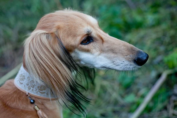 棕色波斯猎犬肖像 — 图库照片