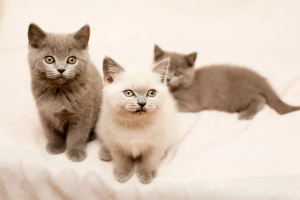 Sitting kittens — Stock Photo, Image