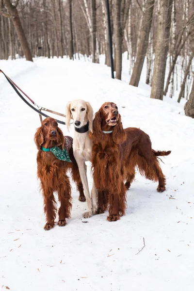 Drie honden permanent — Stockfoto