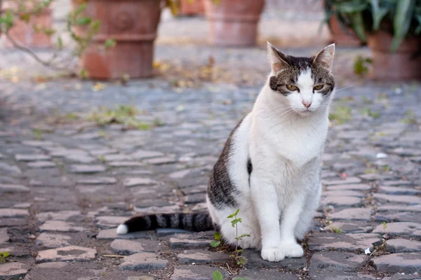 Sitzende Katze — Stockfoto