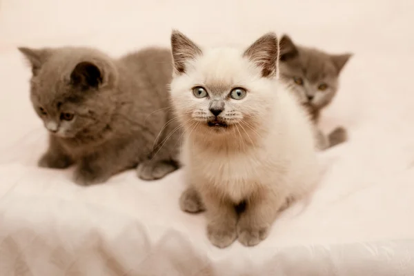 Sitting kittens — Stock Photo, Image