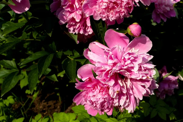 Pink peonies — Stock Photo, Image