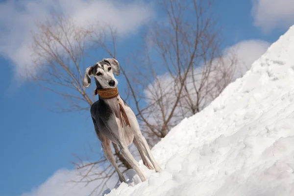 Saluki cinzento — Fotografia de Stock