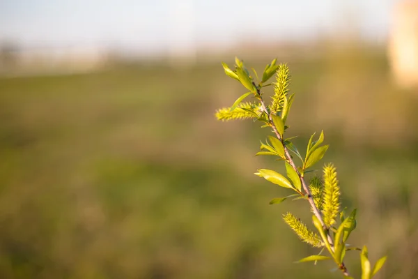 Folhas verdes — Fotografia de Stock