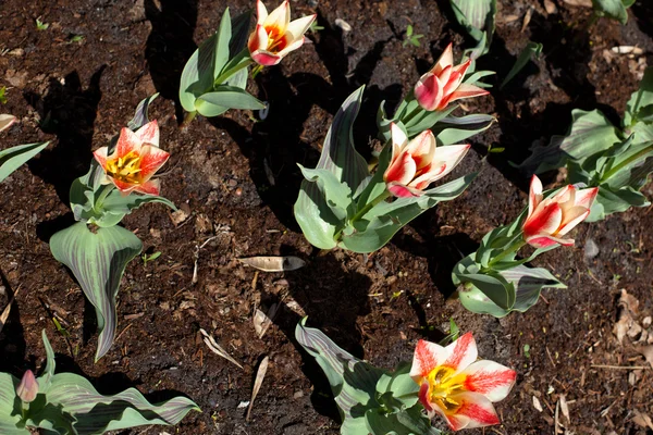 Tulipas — Fotografia de Stock