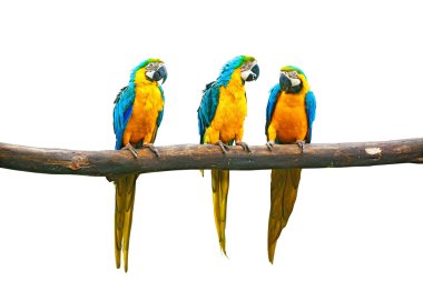Mavi-sarı papağan