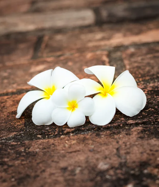 Frangipani (plumeria) flowers — Stock Photo, Image