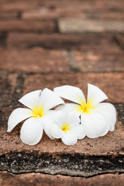 Frangipani (plumeria) flowers — Stock Photo, Image