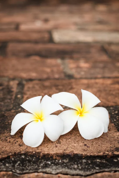 Two frangipani (plumeria) flowers — Stock Photo, Image