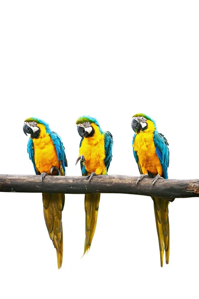 Modrá a žlutá macaw, samostatný — Stock fotografie