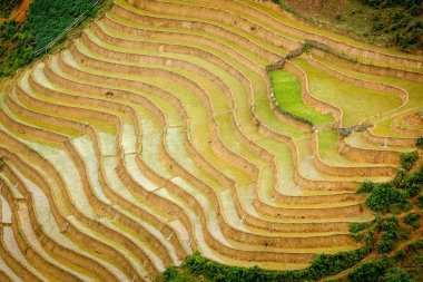 pirinç tarlaları. Vietnam