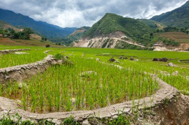 pirinç tarlaları. Vietnam