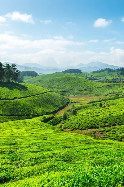 茶叶种植园 — 图库照片