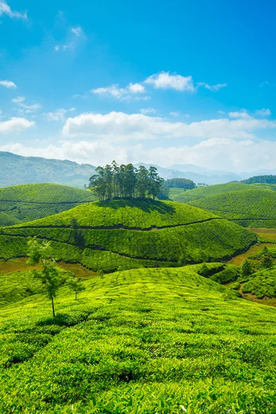 Tea plantations — Stock Photo, Image