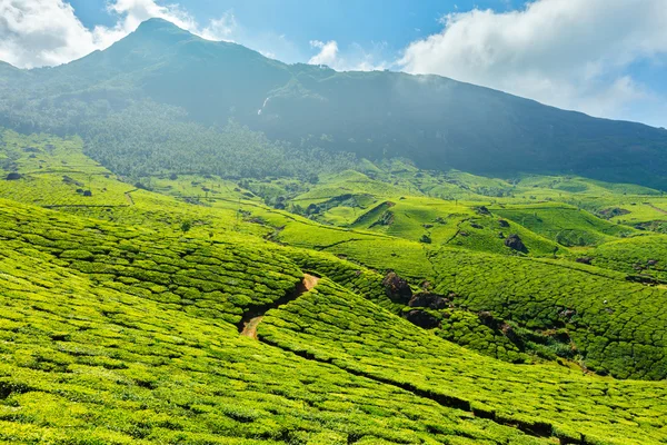 Plantaciones de té —  Fotos de Stock