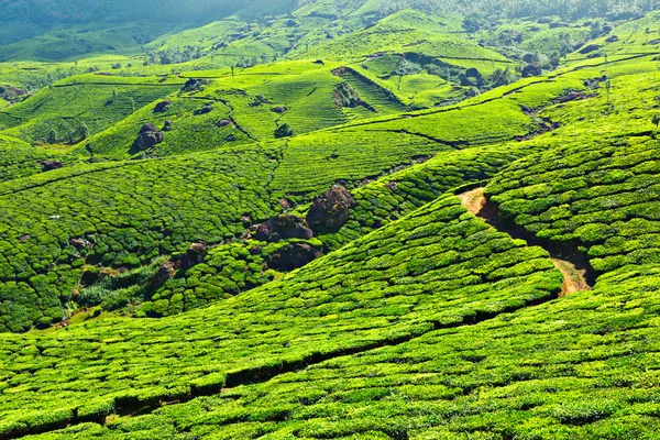 Plantaciones de té — Foto de Stock