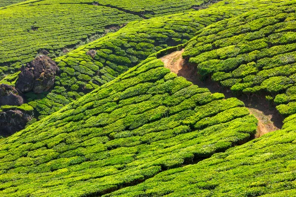 Plantações de chá — Fotografia de Stock