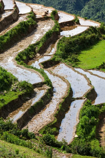 Veld rijstvelden. in de omgeving van sapa, mui ne — Stockfoto