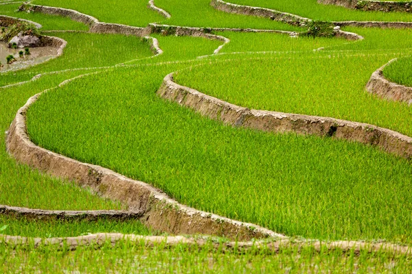 Рисовые плантации. Вьетнам — стоковое фото