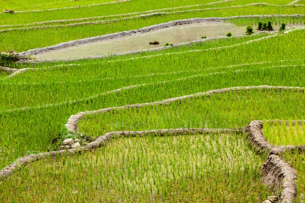 Plantaciones de arroz. Vietnam — Foto de Stock