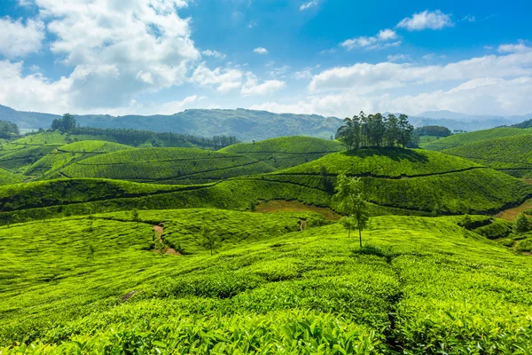 Tea plantations Royalty Free Stock Photos