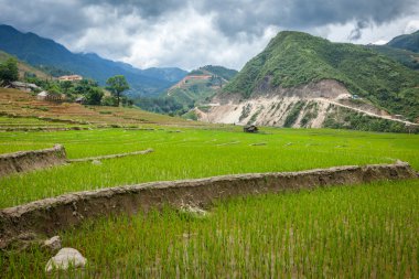 pirinç tarlaları. Vietnam