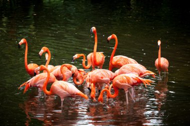 Amerikan flamingo (phoenicopterus ruber), portakal flamingo