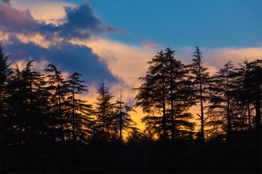 ve gün batımı ağaçlarının Silhouettes