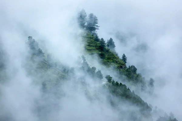 雲の中の木 — ストック写真