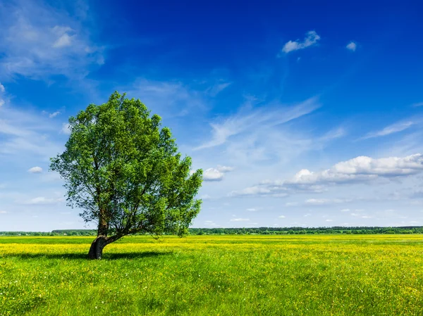 Άνοιξη καλοκαίρι lanscape τοπίο πράσινο φόντο με ενιαίο δέντρο — Φωτογραφία Αρχείου