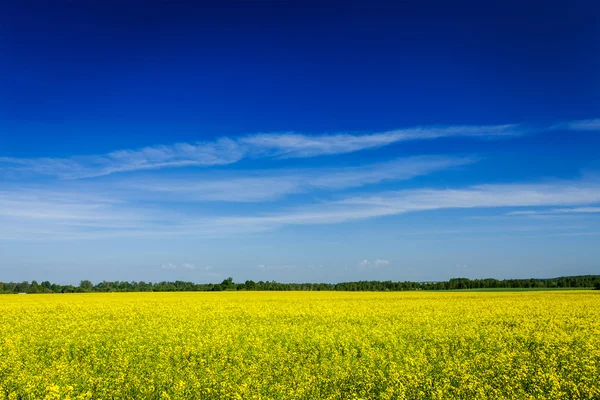 春夏背景 - 青い空と菜の花畑 — ストック写真