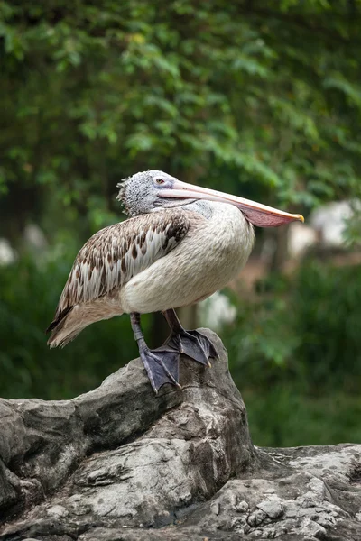 Plek-billed Pelican of grijze pelikaan (Pelecanus philippensis) — Stockfoto