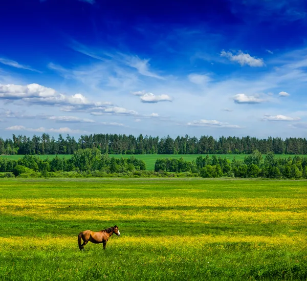 Весенний летний пейзаж зеленого поля с лошадью — стоковое фото