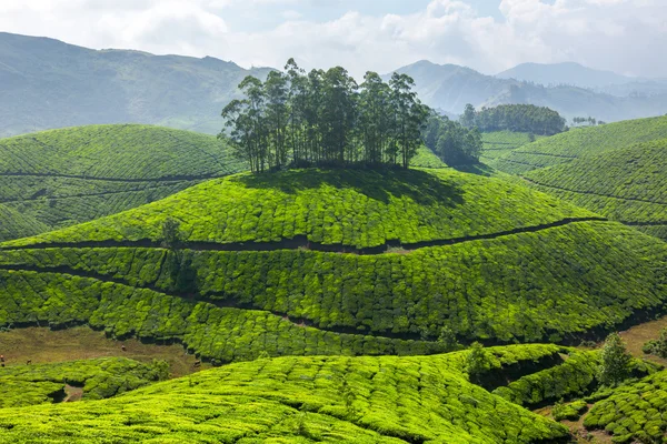 茶叶种植园 — 图库照片