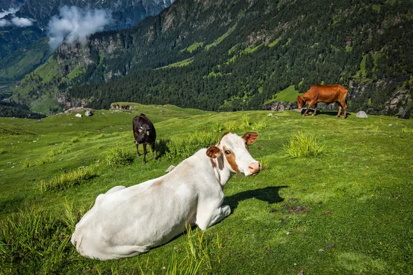 Himalayalar'da otlayan inekler — Stok fotoğraf