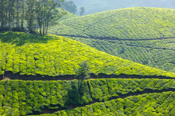 Teeplantagen — Stockfoto