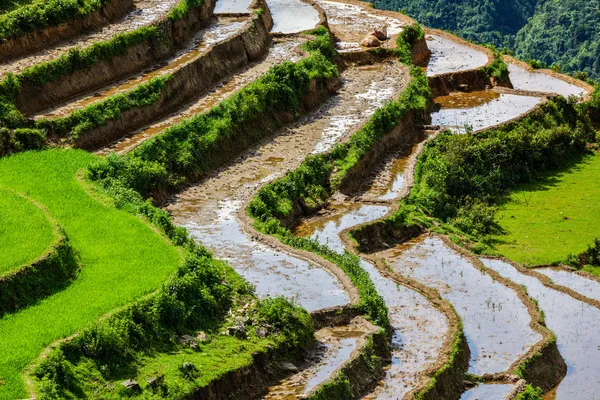 Rice field terraces. Near Sapa, Mui Ne — Stock Photo, Image