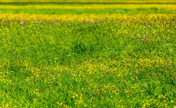 Spring summer background- blooming field — Stock Photo, Image