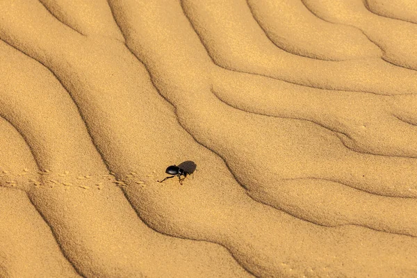 Scarab (Scarabaeus) beetle on desert sand — Stock Photo, Image