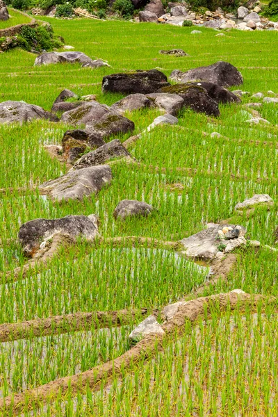 Plantations de riz. Viêt Nam — Photo