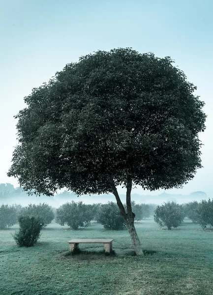 Albero solitario e panchina vuota — Foto Stock