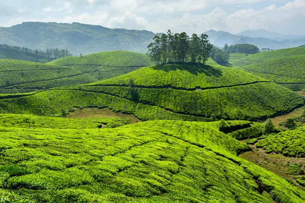 Tea plantations — Stock Photo, Image