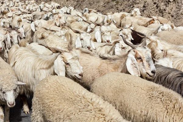 Herd of Pashmina sheep and goats in Himalayas — Stock Photo, Image