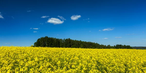 Primavera estate sfondo - campo di stupro con cielo blu — Foto Stock