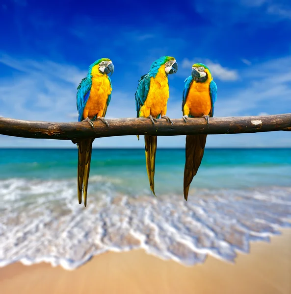 Tre papegojor (blå-och-gul Ara (Ara ararauna) också känt en — Stockfoto
