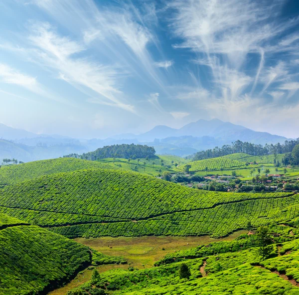 Tea plantations — Stock Photo, Image