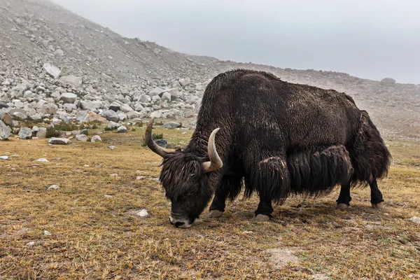 在喜马拉雅山中放牧牦牛 — 图库照片