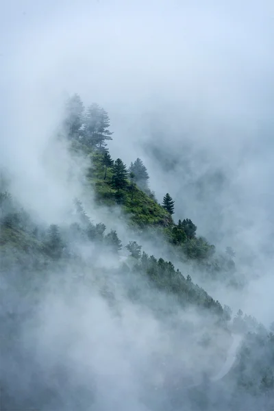 Trees in clouds — Stock Photo, Image