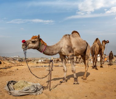 Develer pushkar mela Hindistan
