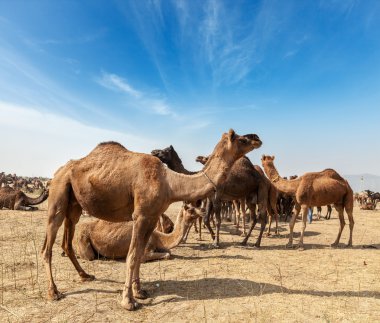 pushkar mela adlı deve